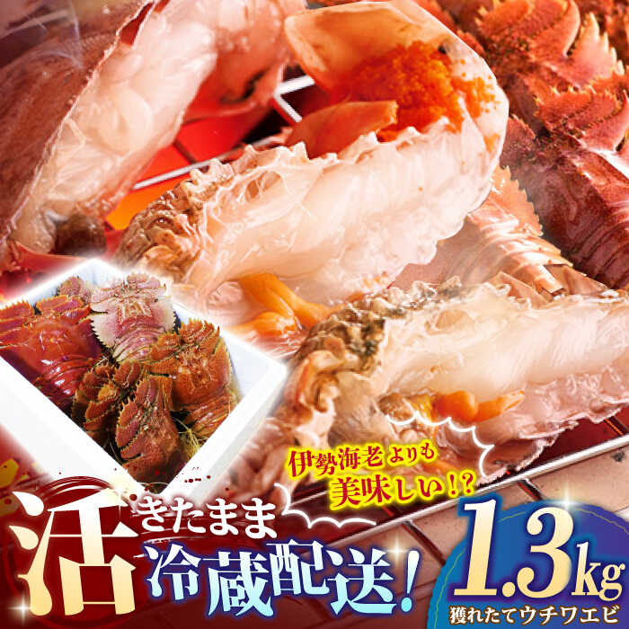 【ふるさと納税】【伊勢海老よりも美味しい！？】 漁師の獲れたて 活ウチワエビ 1.3kg 平戸市 / ひばり [KAA058] えび 海老 エビ うちわえび ウチワエビ 海鮮 新鮮 希少 人気 とれたて