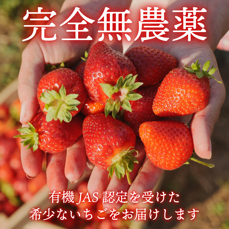 オーガニック いちご 大粒 約12～15粒 桐箱入り 《1月末から5月発送》 有機JAS認証 ORGANIC 甘い 苺 果物 フルーツ 産地直送 新鮮 ストロベリー ジャム スムージー 期間限定 徳島