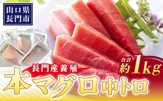 長門産養殖 本マグロ 中トロ柵 1kg 【刺身 柵 マグロ 中とろ まぐろ 鮪 中トロ トロ とろ さしみ さく 冷凍】