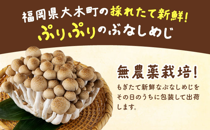 もぎたて新鮮！ぶなしめじ30株セット AT24