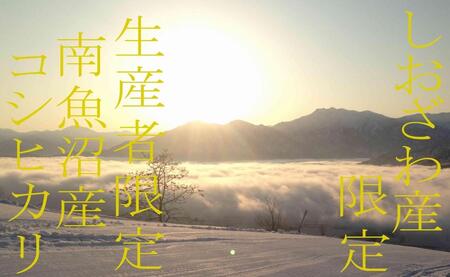 【令和7年産】【定期便4kg×12ヶ月】しおざわ産限定 生産者限定 南魚沼産コシヒカリ【2025年10月上旬より順次発送予定】