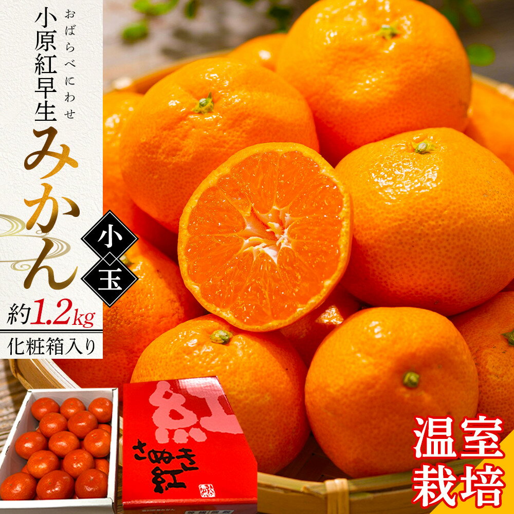 【ふるさと納税】【6月中旬頃～発送】温室栽培 小原紅早生みかん(小玉) 約1.2kg 化粧箱入り | みかん 小原紅早生 小玉 果物 フルーツ 柑橘 スイーツ 特産品 デザート 旬 期間限定