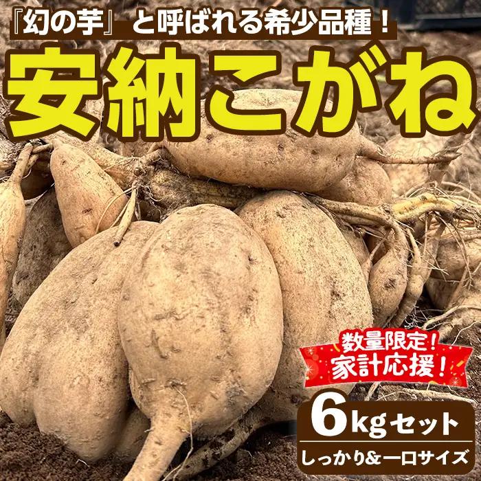 期間限定 安納芋 6kg 黄金 種子島 さつま芋 セット 【なかたね農産】n331-z