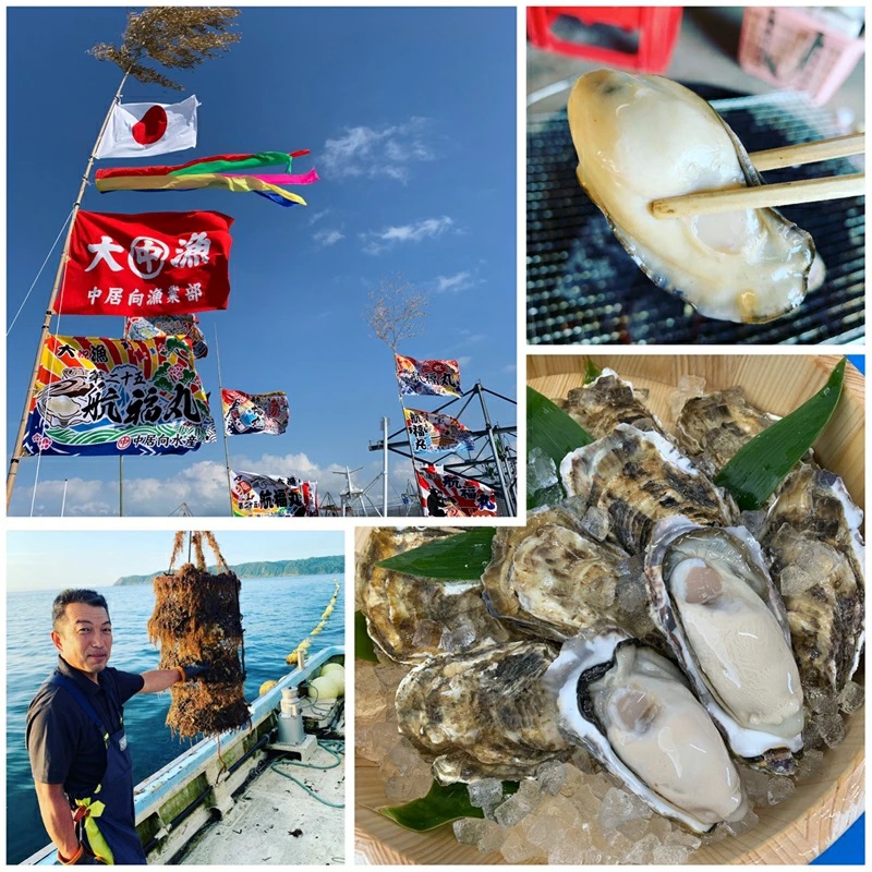 ＼先行予約／北海道 仙鳳趾産 牡蠣 150g～199g×35コ＋かきナイフ付きかき漁師直送 K1-8＜出荷時期：2025年10月1日ごろ～順次出荷予定＞_イメージ2