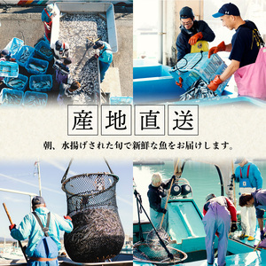 産地直送！ 海陽町より旬の魚をお届け！ 鮮魚セット お試し 約1.5～2kg 詰め合わせ