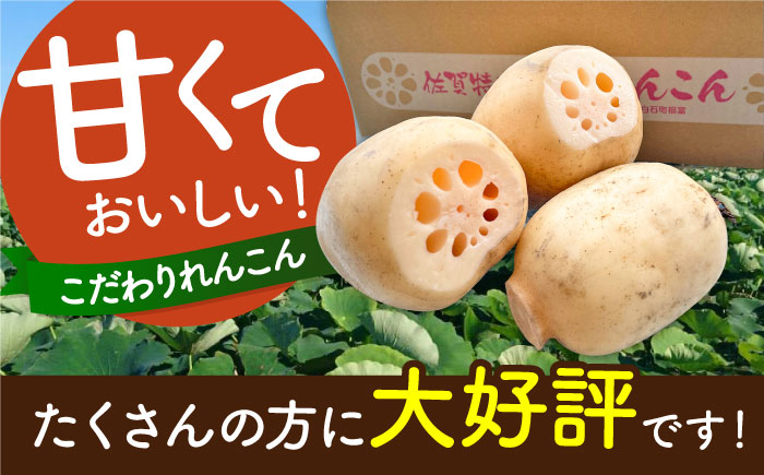 【真空パック】やみつきになる甘さ！ 松尾青果のこだわり白石れんこん 約1kg （2～5個入り）【松尾青果】 [IBD007]