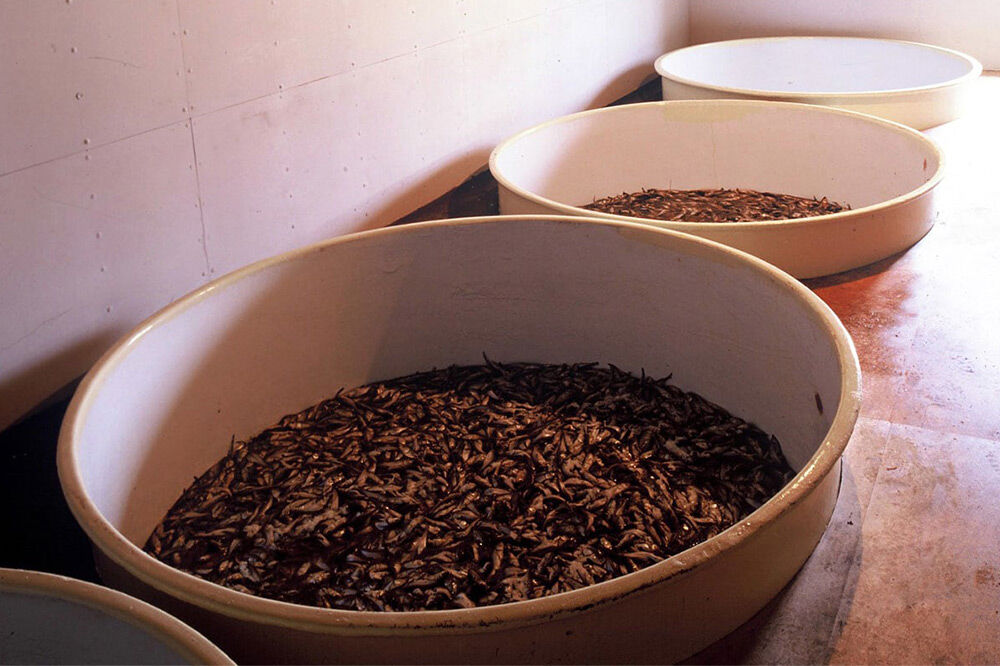 秋田しょっつる イワシ・アジ 130g×1本【簡易包装での発送】 [調味料 塩魚汁 魚醤 日本三大魚醤 ナンプラー かくし味 味付け 料理 国産 秋田]