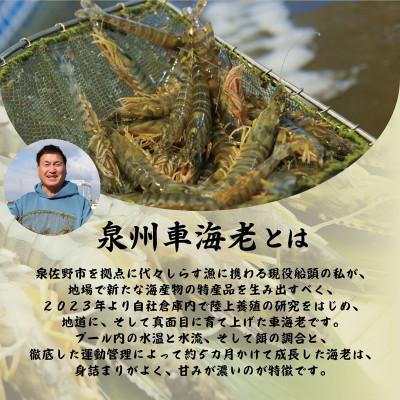 ふるさと納税 泉佐野市 訳アリ!お試し 加熱調理用 泉州車海老250g【TVで紹介されました!】 G3703-1 |  | 01