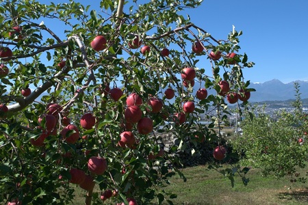 信州産　サンふじ約5kg (14～20玉)