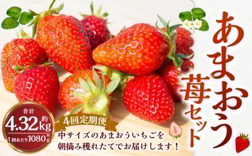 【4回定期便】よかもんいちご あまおう苺セット4パック 【2026年1月上旬から4月下旬 毎月 出荷予定】 いちご 苺 イチゴ 旬 フルーツ 果物 くだもの 果実 冷蔵 福岡県 うきは市