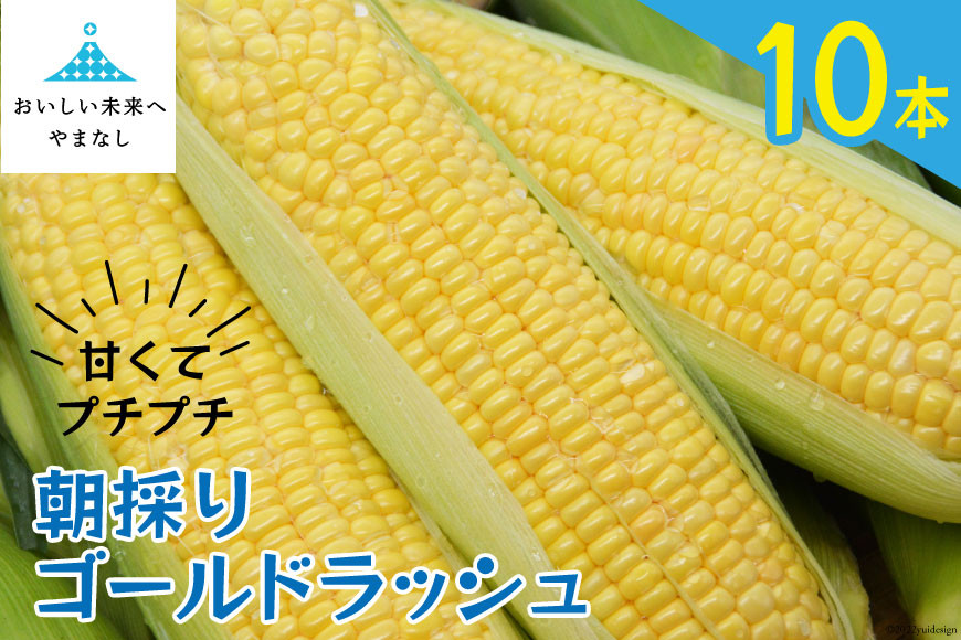 
【期間限定発送】 朝採り 即出荷 甘くてプチプチ ゴールドラッシュ 10本 [しゃんと畑 山梨県 中央市 21470357] 野菜 とうもろこし トウモロコシ 産地直送
