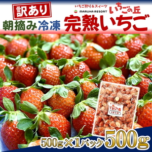 まるは食堂 マルハリゾート いちごの丘 『訳あり』 完熟 冷凍いちご 500g | 訳あり いちご イチゴ 冷凍 国産 完熟 スムージー ジャム ヨーグルト シャーベット デザート アイス おやつ 果