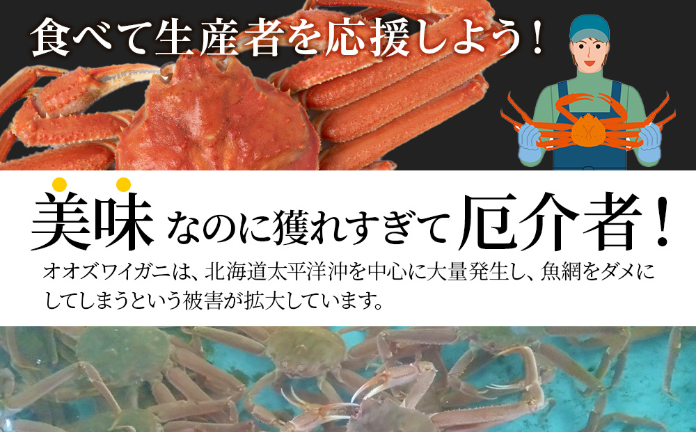 北海道産 大ズワイ＜特大＞500g×2尾〈小田切水産〉 オオズワイ 蟹 かに カニ ボイル AM164