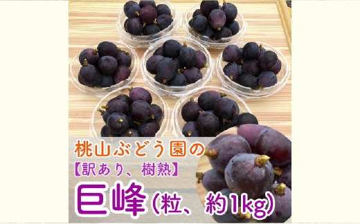 【早期予約】【訳あり】樹熟の巨峰 約1kg（粒・パック入り）｜フルーツ 果物 ブドウ　※北海道・沖縄・離島への配送不可　※2025年9月中旬頃より順次発送予定