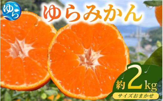 【先行予約】ゆらみかん 約2kg ※2025年12月上旬頃から順次発送予定 / 温州みかん 和歌山県 柑橘 みかん 甘い 蜜柑 フルーツ 果物 くだもの 食品 人気   おすすめ 送料無料 産地直送 由良町【kzmn019】