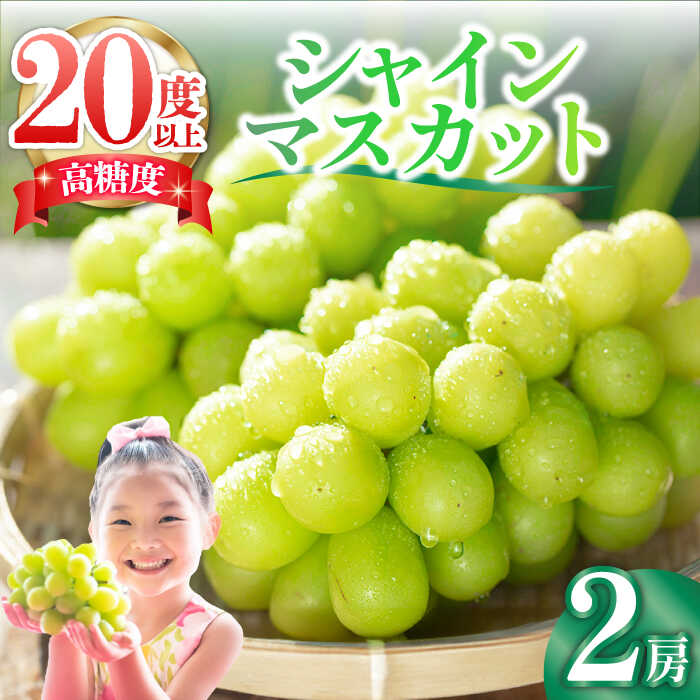 【ふるさと納税】【2026年9月中旬〜発送】【数量限定】【口の中であふれる果汁】大粒 シャインマスカット 2房 1.3kg以上 / ぶどう ブドウ フルーツ 果物 / 南島原市 / 川田果樹園[SFN001]