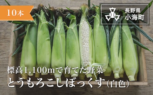 あとくら農園 トウモロコシぼっくす（白色）10本セット| 野菜 新鮮 旬 トウモロコシ 【 2026年発送 先行予約 】