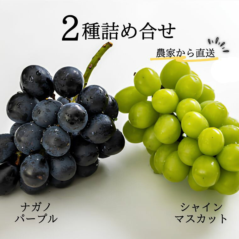【ふるさと納税】ぶどう2種（シャインマスカット／ナガノパープル） 贈答 約1.7kg　長野県松川町産[KG11] //長野県 南信州 松川町 種なし 食べ比べ 詰め合わせ 産地直送 新鮮 果物 フルーツ 贈答
