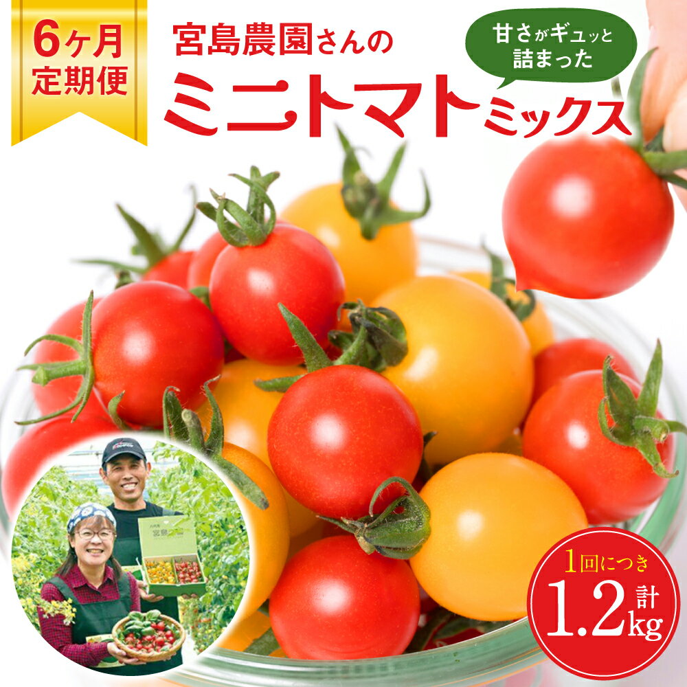 【ふるさと納税】【先行予約】 【定期便6回】ミニトマト (ミックス) 1.2kg×6回 八代市産 宮島農園 とまと 野菜 送料無料 【2025年12月上旬より順次発送】