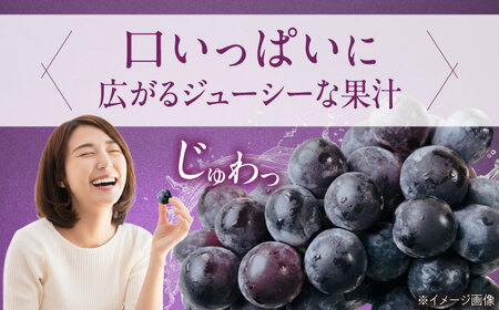 【先行予約】巨峰 約2kg1箱（4房から6房）＜2026年8月中旬から発送＞/ 巨峰 ぶどう ブドウ 葡萄 愛媛県 愛媛 内子町 フルーツ 果物 送料無料 美味しい おすすめ 人気 特産品 四国 国産