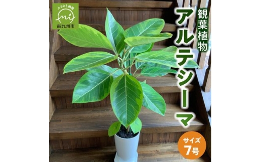 観葉植物 アルテシーマ1鉢【1768438】
