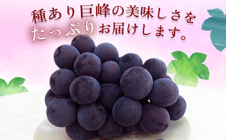 【先行予約】巨峰ブドウ 約2kg (4～7房) 種あり | ぶどう 果物 フルーツ 産地直送 甘い 大分県産 九州産 中津市 国産 送料無料