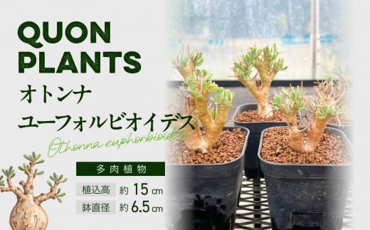 オトンナユーフォルビオイデス（多肉植物）