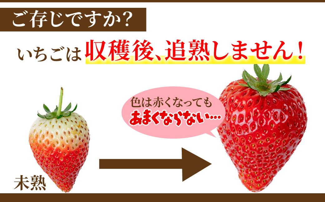 【先行受付：2月以降発送】いちご 「茂木完熟いちご」　美土里農園の朝採れ とちあいか レギュラーサイズ 約270g × 4パック 合計 約1080g | いちご イチゴ 苺 とちあいか 完熟 果物 フ