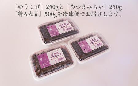 【9月以降順次発送】北海道厚真町産 冷凍ハスカップ 3種食べ比べセット 計1kg　【とまこまい広域農業協同組合】　ハスカップ ハスカップ 特産品 特産品 R7年産  北海道 [AXAB051]