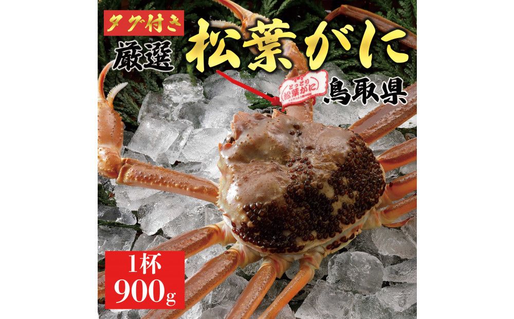 【2025年11月発送】特撰 松葉がに（なま）【ブランドタグ付き】900g超の大きいサイズ 食べ応えあり 特大1杯