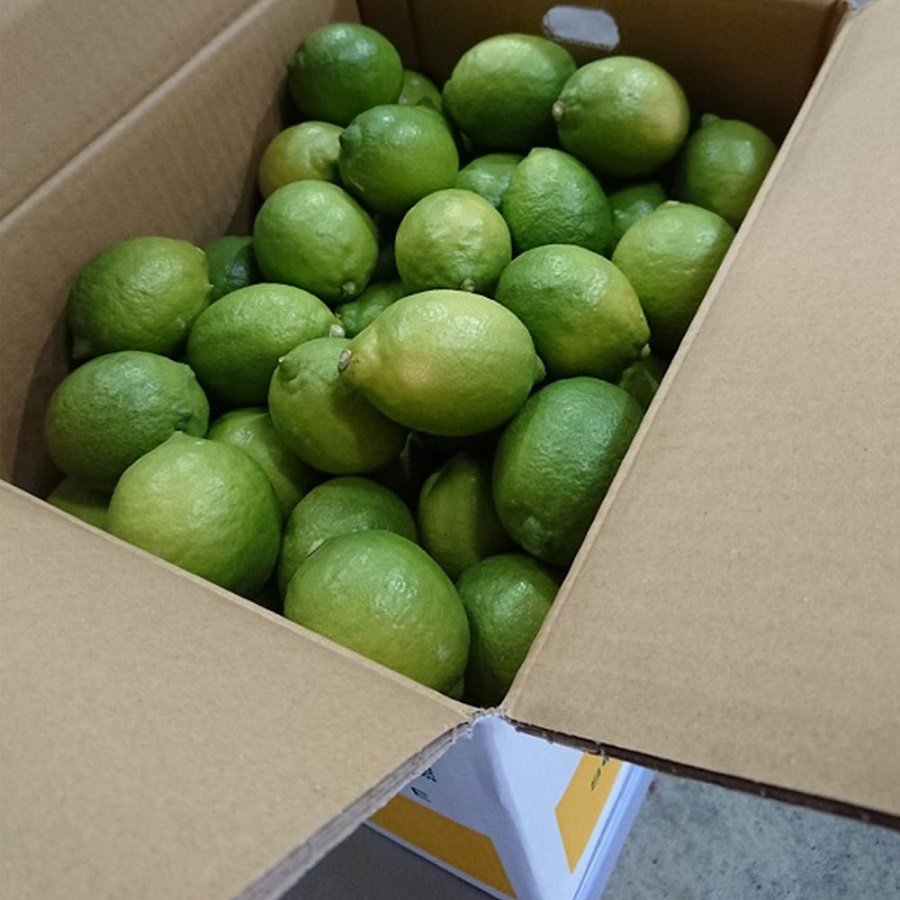 ＜清家ばんかんビレッジ＞「グリーンレモン」特選（M～2Lサイズ）3kg