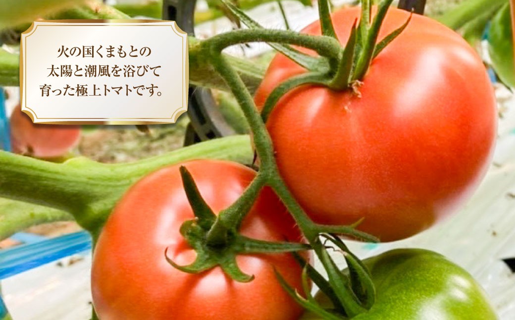 太陽の恵みを閉じ込めた真っ赤な大玉トマト2kg（熊本県産）