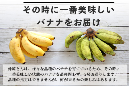 希少！こだわりの水を使い「森ような畑」で栽培する、特別なバナナ【 沖縄県石垣市 沖縄 石垣 石垣島 石垣島産 バナナ ばなな 農薬不使用 化学肥料不使用 離島のいいもの 沖縄いいもの石垣島 】OI-1