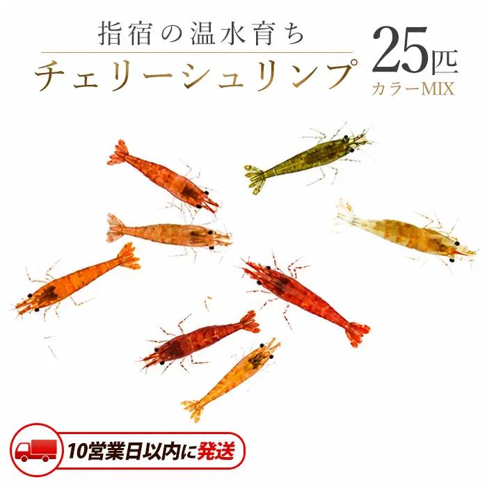 10営業日以内に発送 温水育ち チェリー シュリンプ (赤 オレンジ 茶 透明 等)25匹 otofarm IB148-005※北海道・沖縄・離島配送不可※