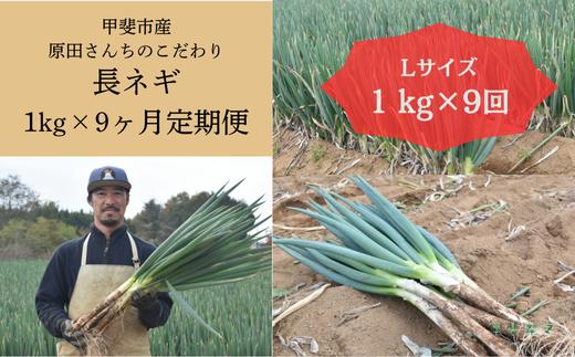 
            原田さんちのこだわり長ネギ　定期便　約1ｋｇ×９か月　【定期便　長ネギ　ねぎ　ネギ　野菜　やさい　新鮮　人気　山梨県　山梨　甲斐市　甲斐　農家直送　産地直送】AD-308
          