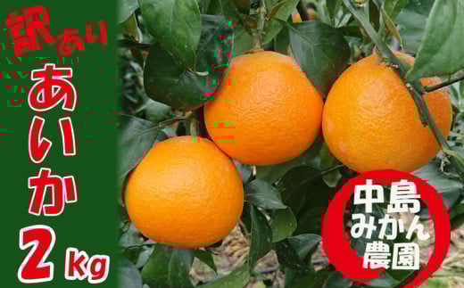 【順次発送中】 愛果28号 (紅まどんな と同品種) 訳あり 2kg｜ 紅まどんな と同品種 みかん 愛果 蜜柑 松山市産みかん 柑橘 ミカン 蜜柑 みかん 果物 オススメみかん フルーツ あいか みかん 松山 愛媛 人気のみかん