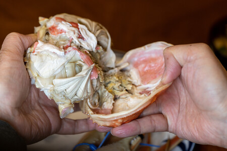 鳥取県産　タグ付きボイル松葉ガニと活松葉ガニの欲張りフルコース中2枚セット　(700g前後)  | カニ 松葉ガニ 活 ボイル 美味しさに 訳あり 大容量 　※2025年11月上旬～2026年3月下旬