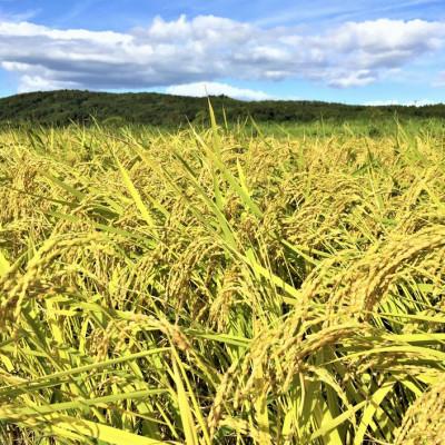 ふるさと納税 七尾市 石川県能登産こしひかり 玄米5kg(5kg×1袋) |  | 01