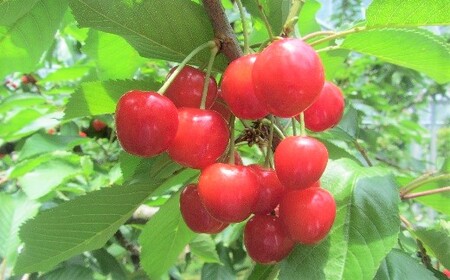 早旬さくらんぼ（佐藤錦）１.２ｋｇ　手詰め　0060-2603