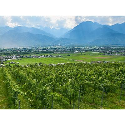 ふるさと納税 池田町 サッポログランポレール安曇野池田ヴィンヤードワイン「ピノ・ノワール」750ml |  | 03