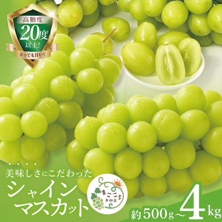 【ふるさと納税】【選べる内容量】【2026年9月中旬より順次発送】令和7年度 茨城県生産力向上共励会 特別賞受賞！糖度約20～22度！美味しさにこだわったシャインマスカット 約500g～約4000g 化学肥料不使用 農家直送【マスカット フルーツ 果物 水戸市 茨城県】（GG-20）