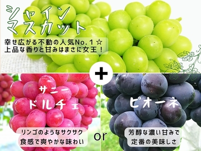 [産地直送] 岡山県産ぶどう詰合せ 1.2kg (シャインマスカット＋旬ぶどう)【HF-1】
