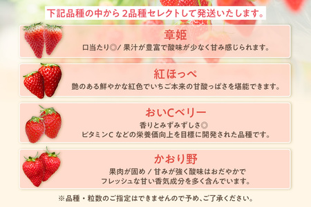 ★先行予約★【期間限定】いちご 2品種 食べ比べセット 苺 イチゴ あきひめ 紅ほっぺ おいCベリー かおり野 フルーツ ビタミン 愛知県 知多市