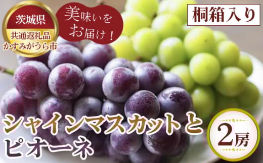 【先行予約】お中元　シャインマスカットとピオーネ　桐箱入り2房【茨城県共通返礼品 かすみがうら市】 ／ 旬 新鮮 葡萄 ブドウ 果物 フルーツ 茨城県 特産品 No.608