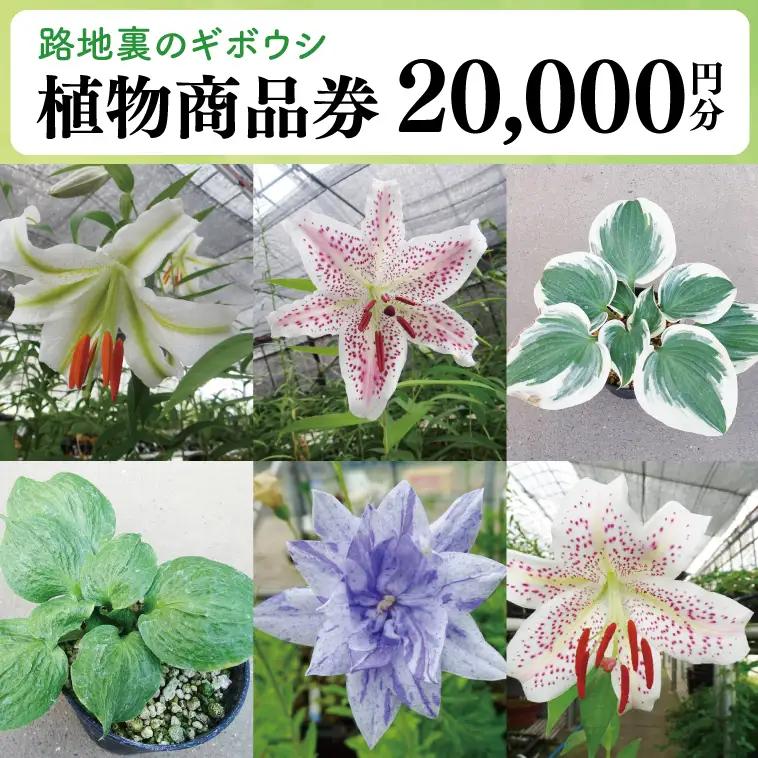 53-03 「路地裏のギボウシ」商品券 20,000円分【植物 希少 品種 多肉植物 利用券 利用チケット 茨城県 阿見町】