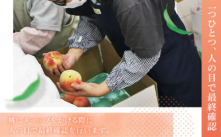 もも（9月発送品種お任せ）特秀品3kg（8～11玉）桑折町振興公社 ／ もも モモ 果物 フルーツ 旬 甘い 甘み ジューシー 果肉 果汁 新鮮 フレッシュ デザート おいしい 産地直送 桑折 こおり