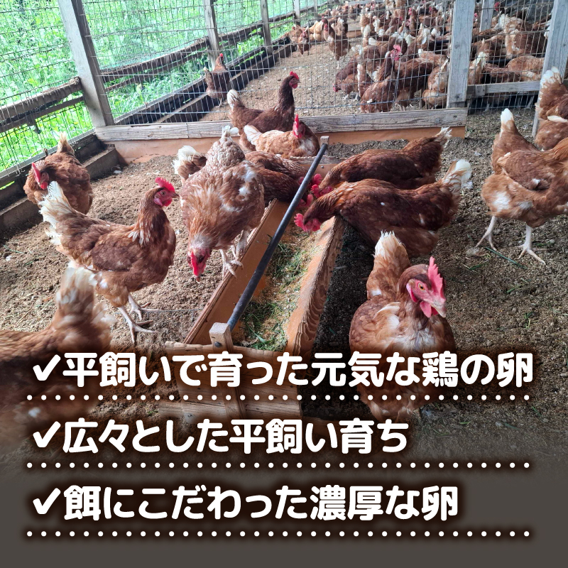 【定期便3回】 平飼い卵 50個入り たまご 卵 タマゴ 鶏卵