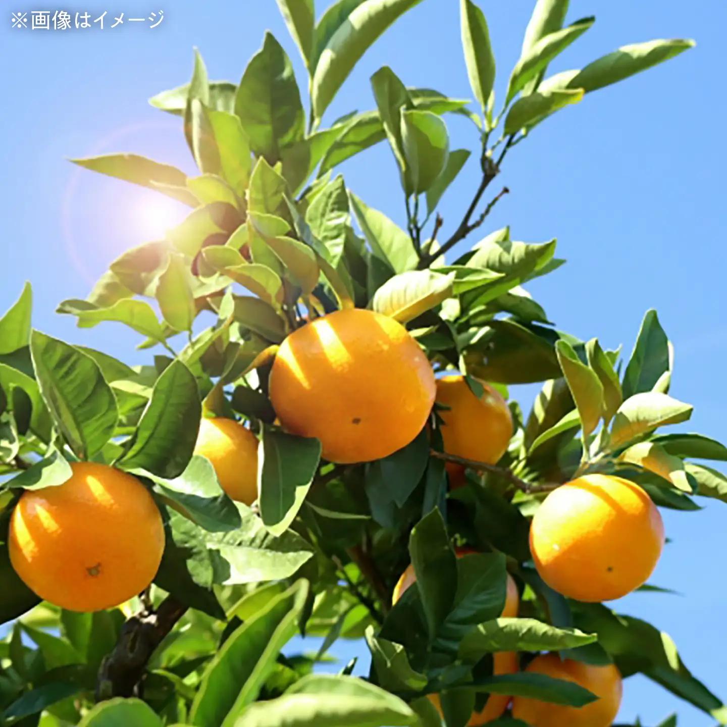 みかん 2回定期便 温州みかん 3kg×2回/ みかん ミカン 蜜柑 甘い フルーツ 果物 みかん ミカン 蜜柑 フルーツ 果物 みかん くだもの柑橘 旬 果実 甘味 酸味 甘い mikan 産地直送