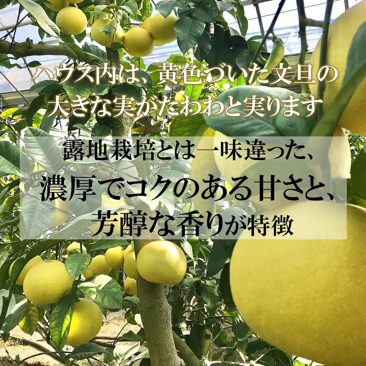 【先行予約】温室土佐文旦 Lから3L 約6kg（10から14個入り）〈2026年12月上旬から12月下旬頃〉高知県 土佐市【白木果樹園】 [BQAI040]