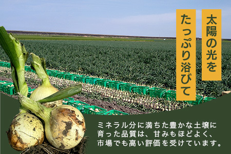 【先行予約】【2025年4月より順次出荷】【生産者直送】鹿島産 新たまねぎ 約10kg サイズ混合 | ふるさと納税 玉葱 野菜 玉ねぎ タマネギ 新玉ねぎ 国産 佐賀県産 鹿島市 安心 安全 満足 